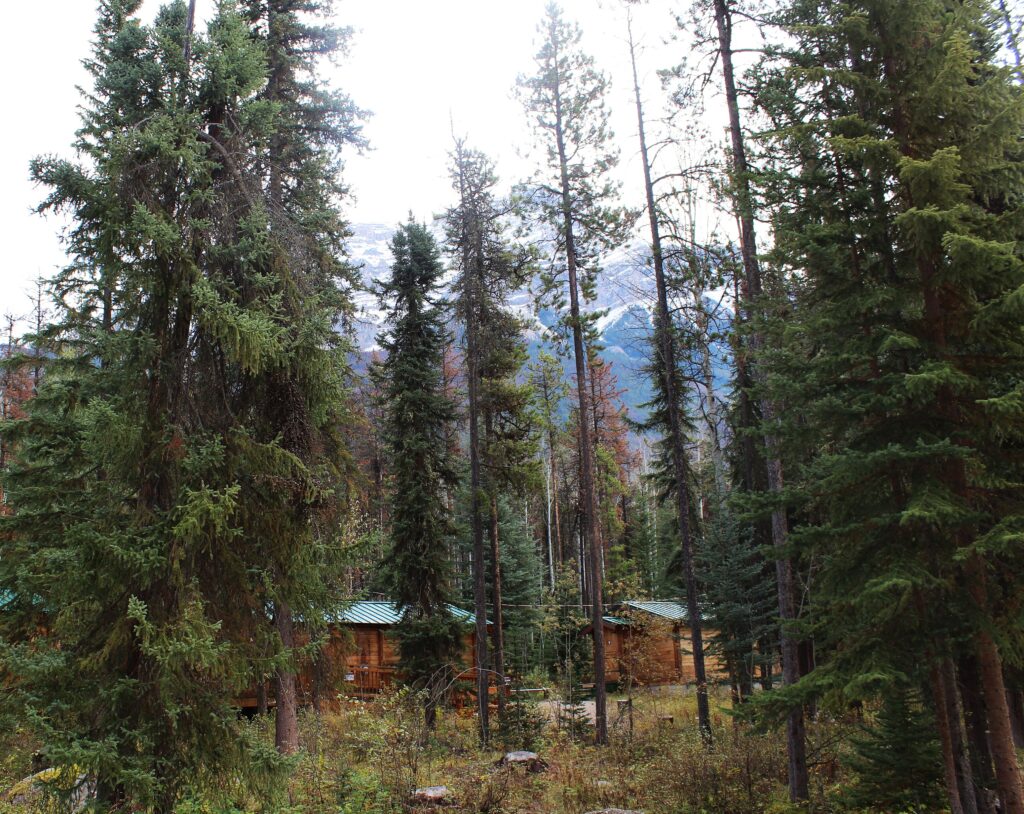chalets en forêt