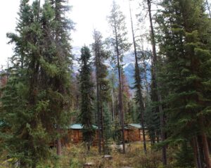 chalets en forêt