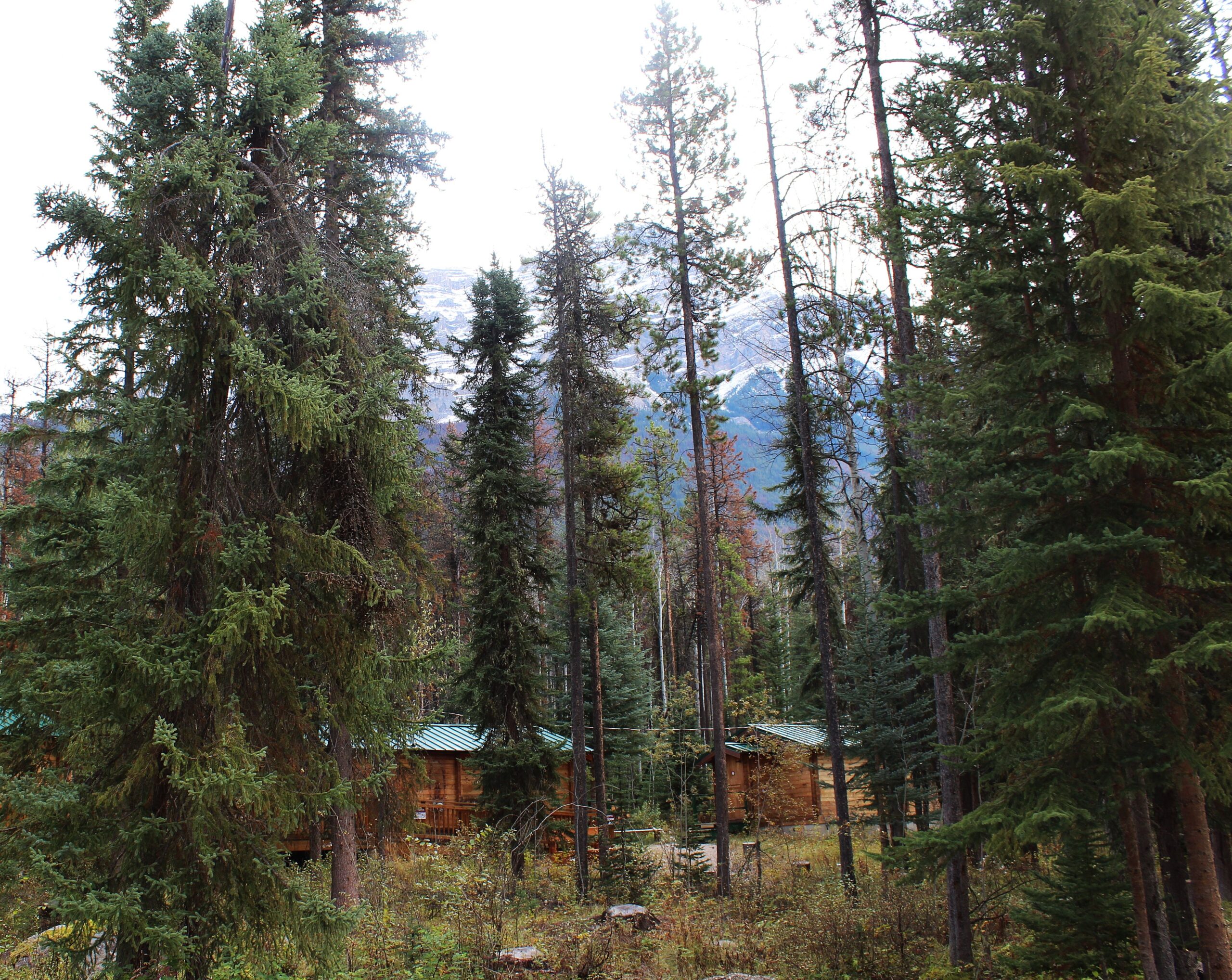 chalets en forêt